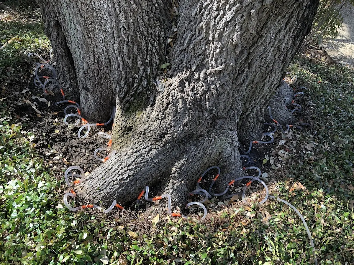 Detailed Tree Cabling and Bracing job site in Rhodell