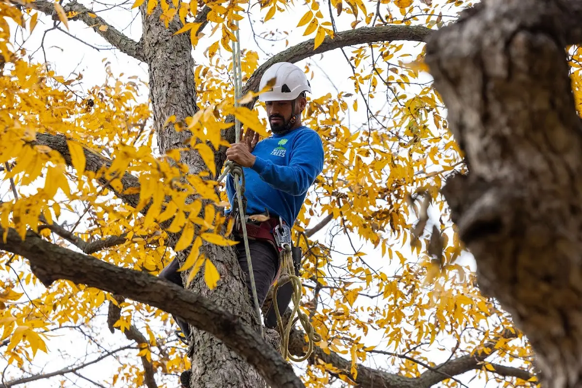 Skilled Tree Pruning crew working in Rhodell